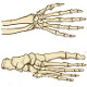 The bones of the hand and foot