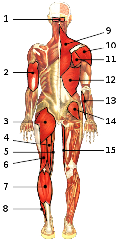 The muscles of the body, posterior view 1