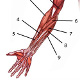 Los músculos del brazo, ubicaciones
