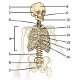 El esqueleto axial, vista frontal