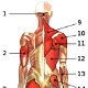 Los músculos del cuerpo humano, vista posterior (posterior)