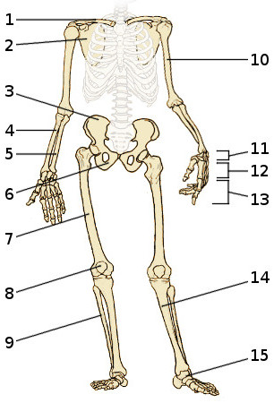 Los huesos del esqueleto apendicular