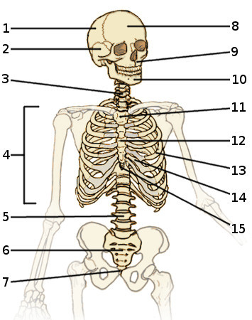 Una imagen de los huesos del esqueleto axial, vista frontal