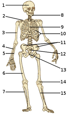 Los huesos del esqueleto humano