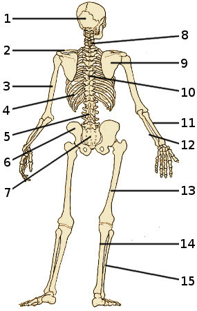 Los huesos del esqueleto humano, vista posterior