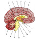 El cerebro humano, las principales áreas anatómicas.