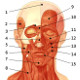 Los músculos del rostro humano, vista frontal