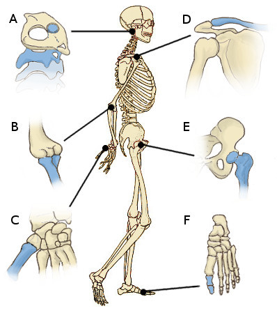 Las articulaciones del cuerpo humano