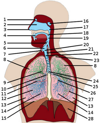 la anatomía del sistema respiratorio