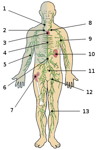 Los órganos y partes del sistema linfático