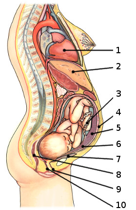 La anatomía del embarazo, etiquetada