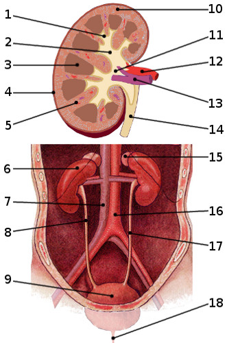 La anatomía del sistema urinario, etiquetada