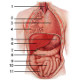 La anatomía de los órganos internos