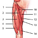 Los músculos de la extremidad inferior (la pierna), vista frontal