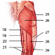Los músculos de la extremidad inferior (pierna), vista posterior