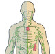 La anatomía y fisiología del sistema linfático