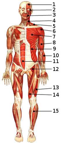 Los músculos del cuerpo, vista anterior 1