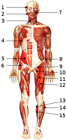 Los músculos del cuerpo, vista anterior 2