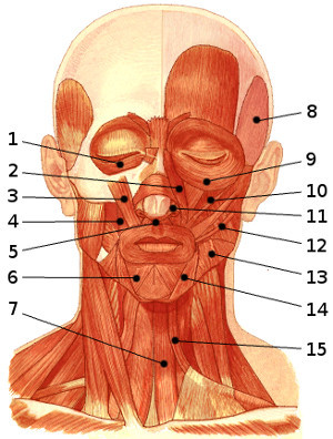 Los músculos de la cara