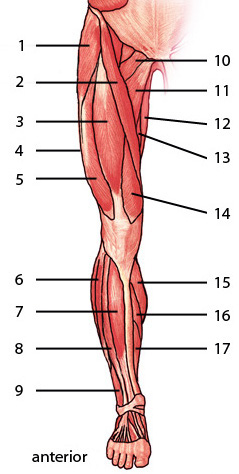 Los músculos de la extremidad inferior, aspecto anterior