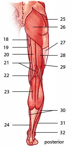 Los músculos de la extremidad inferior, aspecto posterior