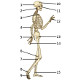 El esqueleto humano, vista lateral