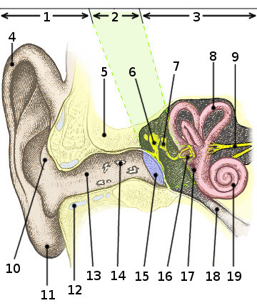 Una imagen de la anatomía del oído