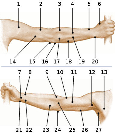 La anatomía de la superficie del brazo