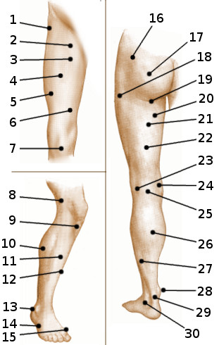 Anatomía de la superficie de la pierna