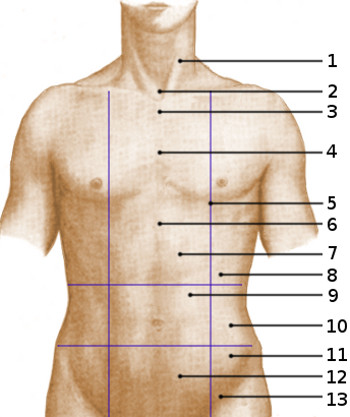 anatomía de la superficie abdominal