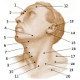 La anatomía de la superficie de la cabeza y el cuello humanos