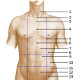 La anatomía de la superficie del área abdominal humana, vista frontal