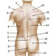 La anatomía de la superficie del torso humano, vista posterior