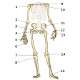 Le squelette appendiculaire, vue de face