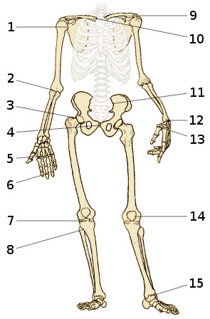 Les os du squelette appendiculaire