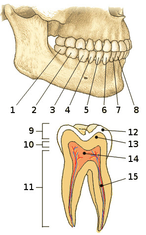 Une image des dents