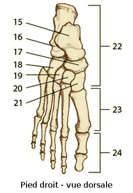 les os de la pied