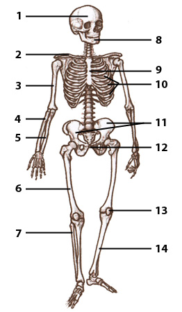 le squelette humain