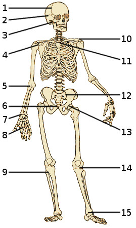 Les os du squelette humain