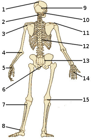 Les os du squelette humain, vue arrière