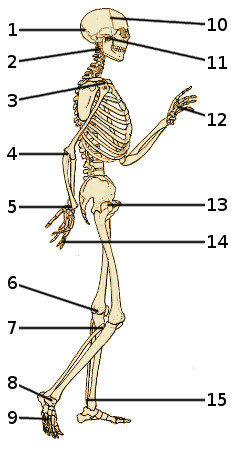 Les os du squelette humain, vue latérale