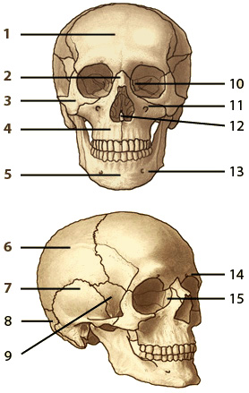 Une image des os du crâne humain, avant et latéral