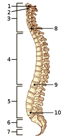 Une image des os de la colonne vertébrale humaine