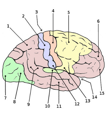 anatomie du cortex cérébral