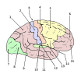 Le cerveau humain, anatomie du cortex cérébral