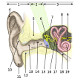 The anatomy of the ear