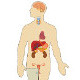 L'anatomie et la physiologie du système endocrinien