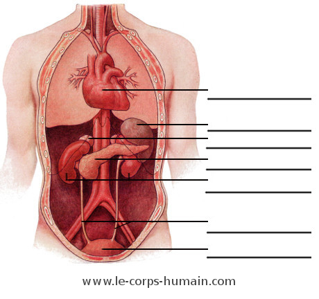Une image des organes internes (profond)