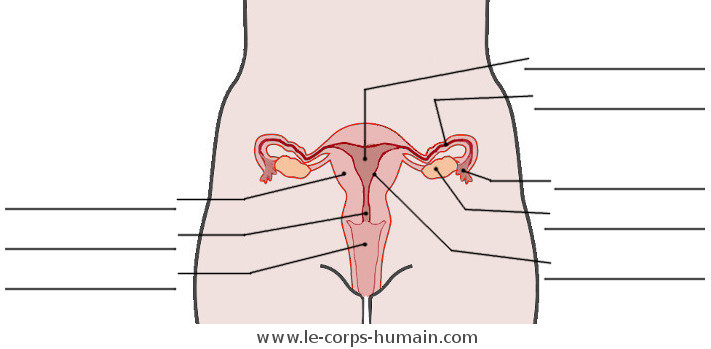 une image du système reproducteur féminin