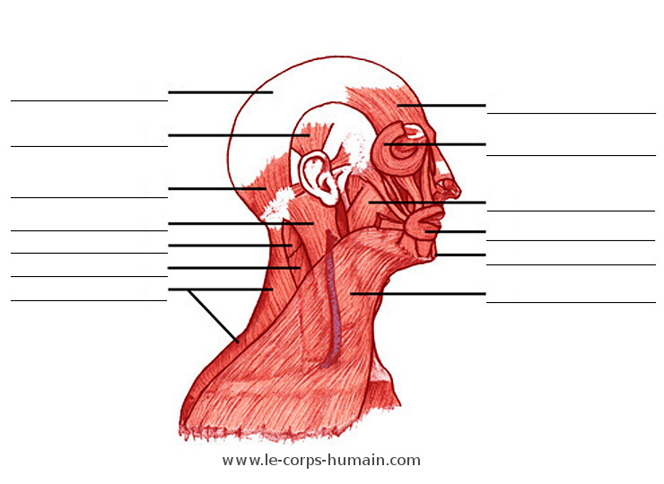 Une image des muscles de la tête et du cou (vue latérale)
